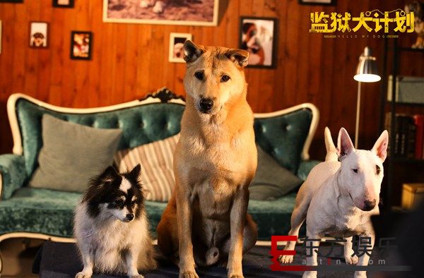 电影《监狱犬计划》引全民热议 群星演绎为爱救赎获八方支持