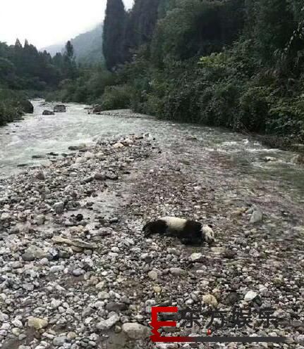 暴雨袭击大熊猫溺亡 仅半岁胃里还有奶!