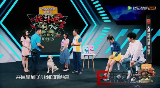 《战斗吧萌犬》收官在即,麦富迪持续解锁实力爱宠方式