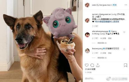 郑秀文为许志安爱犬庆生 二人感情和好如初?