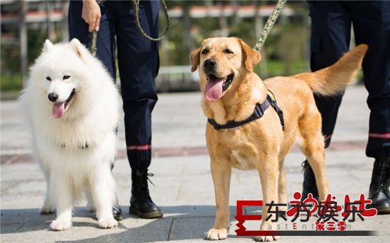 《神犬小七3》小七发挥治愈本能 姜潮宋妍霏带队刻苦训练