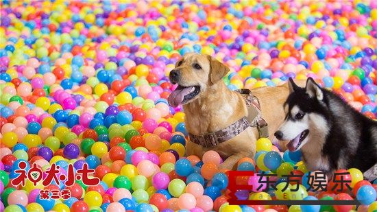 《神犬小七3》救援队成立 姜潮宋妍霏携手小七开启搜救旅程