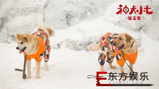 《神犬小七3》救援队寻找失踪少年 姜潮宋妍霏彼此加深了解