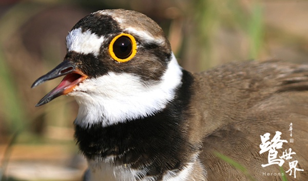 《鹭世界》曝故事版预告  看一只苍鹭的生存史诗